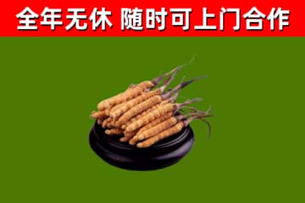 璧山区回收散虫草